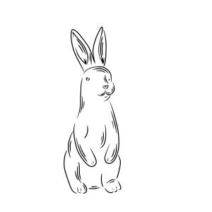Hase
